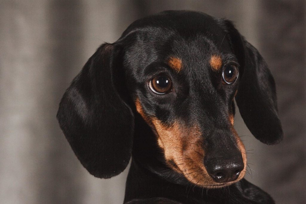 A black and tan short-hair dachsund looking with 'puppy eyes' behind the photographer