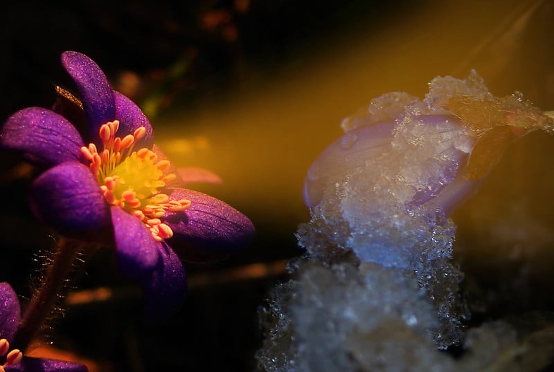 A photograph of two flowers, one purple, open flower to the left 'looks' to one on the right, which is closed and covered in melting snow or ice. The capture has an ethereal, blurry/dreamy quality.