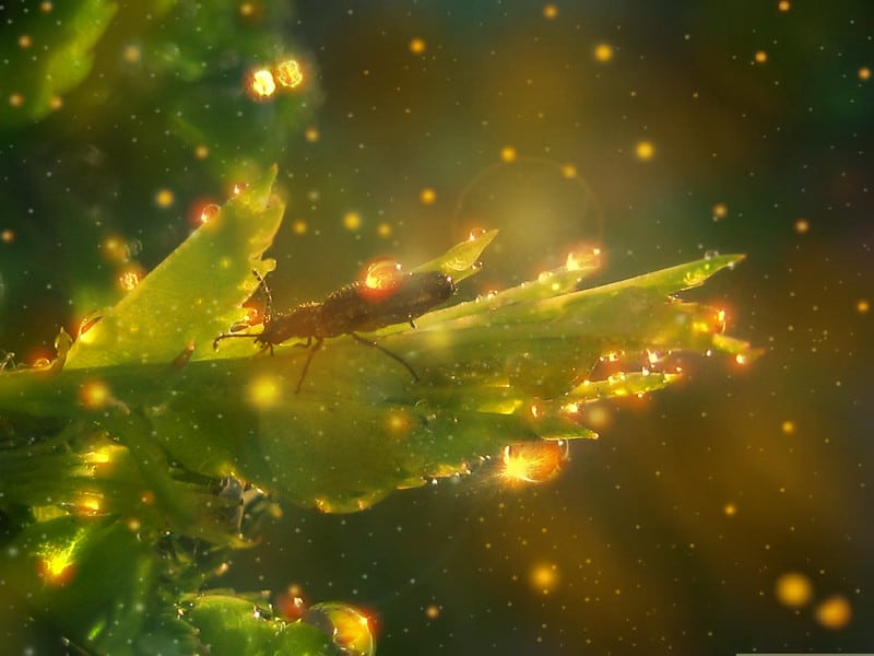 A small beetle sits atop a green leaf surrounded by 'golden hour'-refracting droplets of water, both falling around it and stuck to the leaf itself.