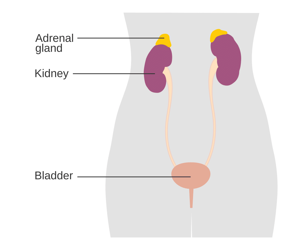 Basic anatomical diagram showing adrenal glands sitting on top of kidneys, which connect to the bladder below them.