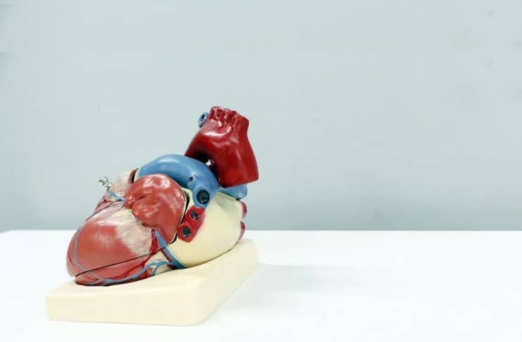 A photograph of a model of an anatomical heart: Photo by Ali Hajiluyi on Unsplash