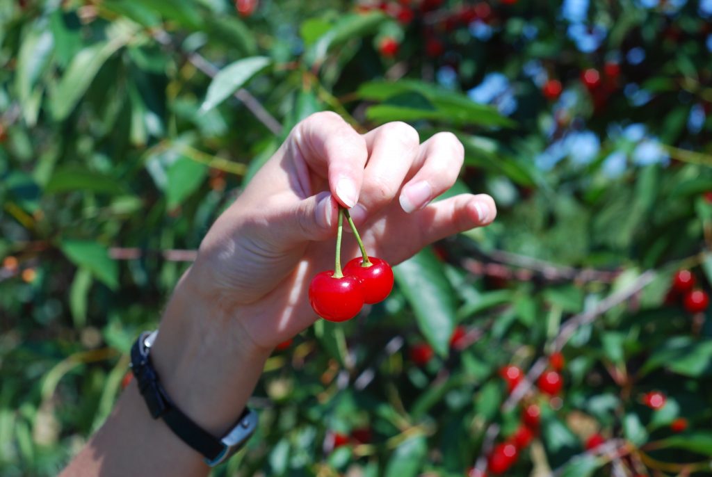 A white person's wrist, with a watch, and their hand holding up a pair of freshly picked cherries by the stem, with their thumb and index finger. The cherry orchard trees are behind them