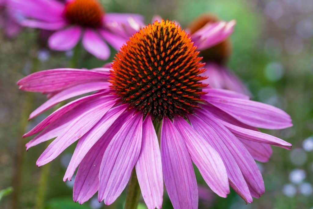 A foregrounded purple-pink echinacea daisy flower, with more out of focus int he background. It has a spiky orange-red centre with petals radiating below the conical middle