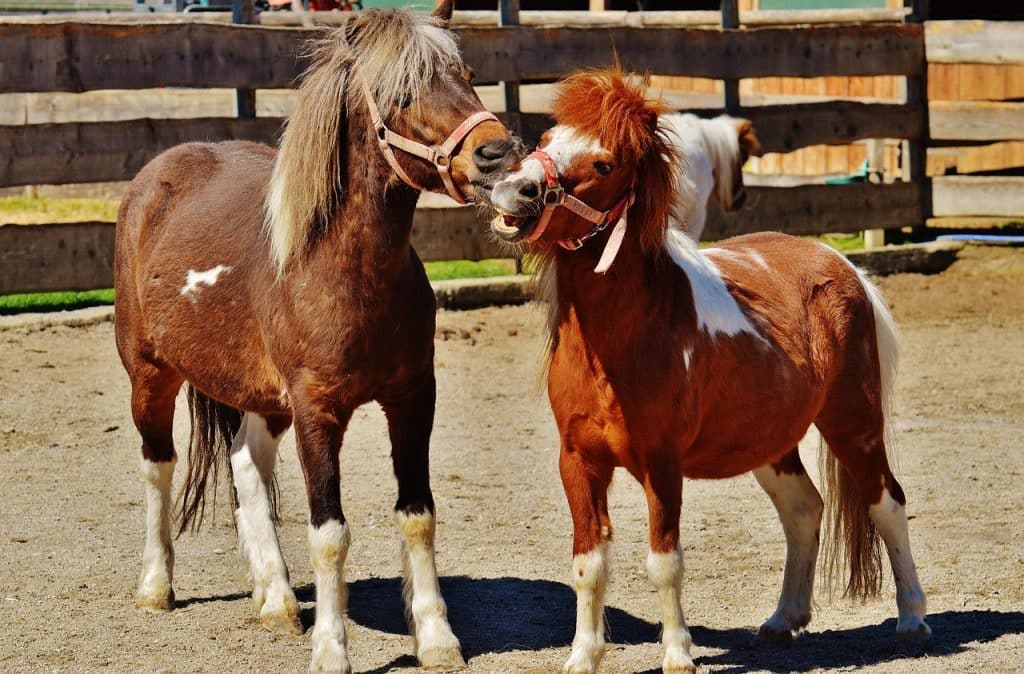 Two ponies or small horses, both brown with white lower legs and wearing bridles, play together on a dirt surface with a wooden fence behind them